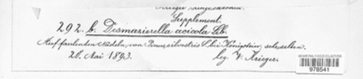 Desmazierella image
